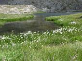 36 Eriophorum angustifolium